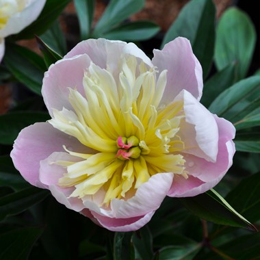 Paeonia lactiflora 'Lady Alexandra Duff' (D- Pink)